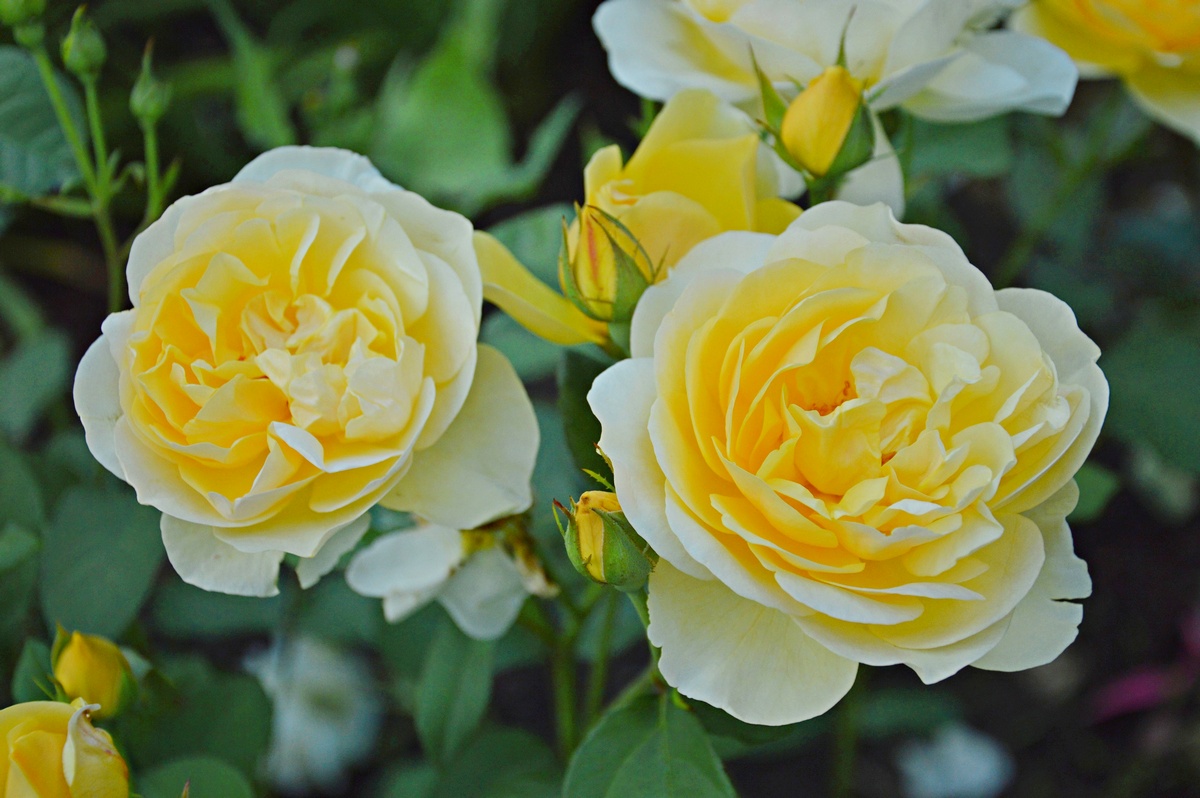 Уход за растениями на участке